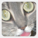 Suche nach stechen sie an aufkleber Katze