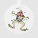 Suche nach anatomie ornamente Anatomie des frosches