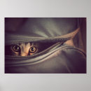 Suche nach tabby poster Tier