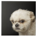 Suche nach brauner hund fliesen Hunde