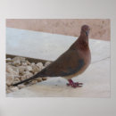 Suche nach taube poster Fotografie