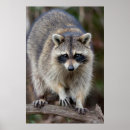 Suche nach raccoons poster Prokyonschleifer