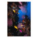 Suche nach bunte fische poster Riff