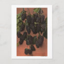 Suche nach chromo postkarten Presse