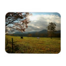 Suche nach höhlen magnete Pferde