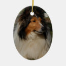 Suche nach miniaturcollies Hund
