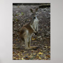 Suche nach känguru poster Tiere