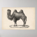 Suche nach camel poster Tiere