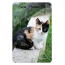 Suche nach phantom magnete Katze