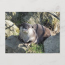 Suche nach niedlicher otter postkarten Für alle