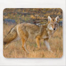 Suche nach werden sie kojote mousepads Fell