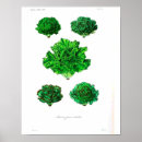 Suche nach kopfsalat poster Illustration