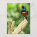 Suche nach starling postkarten Federn