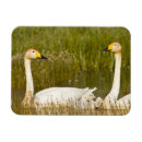 Suche nach nacken magnete Natur