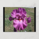 Suche nach ebene postkarten Blume