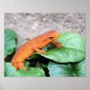 Suche nach salamander poster Tier