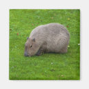 Suche nach felle magnete Wild