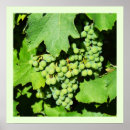 Suche nach weintrauben poster Grün