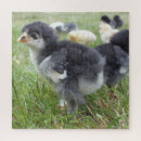 Suche nach geflügel puzzle Natur