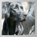 Suche nach schwarzer labrador retriever poster Schwarzes labor