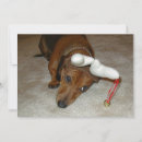 Suche nach dashund Dachshund