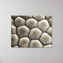 Suche nach kröten leinwandbilder Biologie