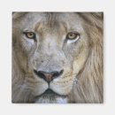 Suche nach löwe magnete Große katze