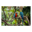 Suche nach blaue papageien poster Jede person
