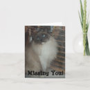 Suche nach ragdoll karten Katze