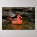 Suche nach männchen poster Vogel