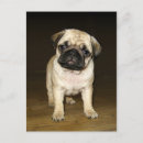 Suche nach pug postkarten Haustier
