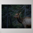 Suche nach elch poster Wald