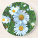 Suche nach vulgär Marguerit