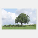 Suche nach kirschbäume aufkleber Kirschen
