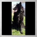 Suche nach belgische poster Belgischer hirte