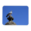 Suche nach pigeon magnete Taube