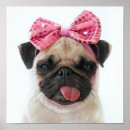 Suche nach funny pug poster Puppy