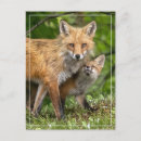 Suche nach fuchs liebe postkarten Tiere