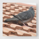 Suche nach tauben wanduhren Tiere