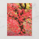 Suche nach ahornbaum postkarten Herbst