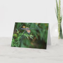Suche nach drachen fliegen karten Natur