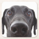 Suche nach schwarzes labrador untersetzer Niedliches