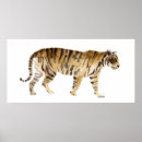 Suche nach tiger aquarell poster Wildtiere