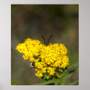 Suche nach wespen poster Fotografie