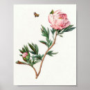 Suche nach rosa pfingstrosen poster Jede person