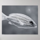Suche nach schwarze fische poster Jede person