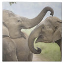 Suche nach indischer elefant fliesen Fauna