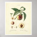 Suche nach prunus poster Obst