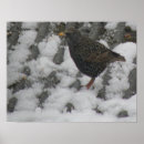 Suche nach sternchen poster Vogelvogel