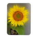 Suche nach sonnenblumen magnete Gelb